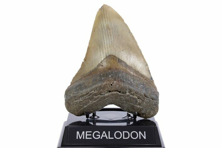Serrated, Fossil Megalodon Tooth - North Carolina #345668
